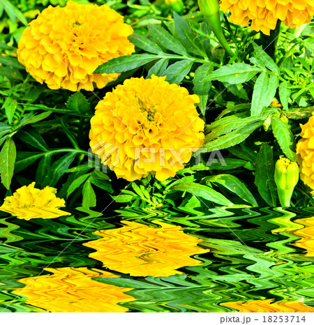 Marigold flower in Thailand Marigold flower in Thailand 18253714