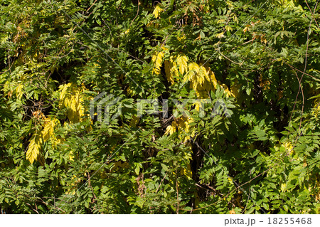 Autumn background 18255468