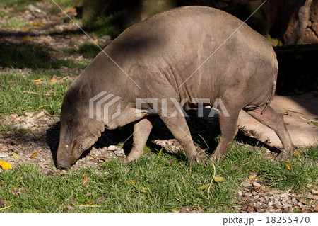 North Sulawesi babirusa 18255470