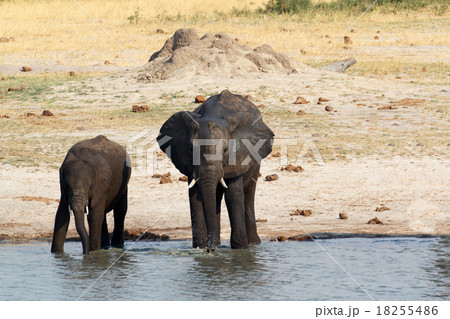 African elephants drinking at a muddy waterhole 18255486