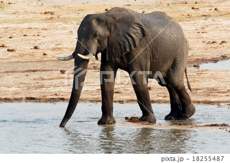African elephants drinking at a muddy waterhole 18255487