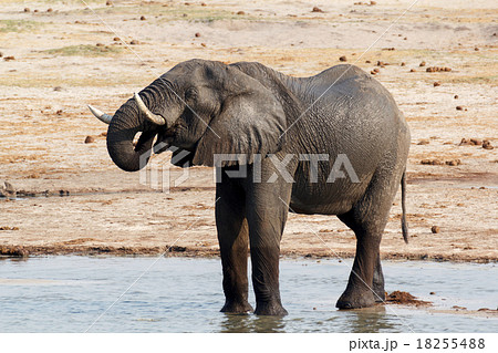 African elephants drinking at a muddy waterhole 18255488