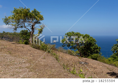 tree at Bali Manta Point Diving place at Penida 18255504
