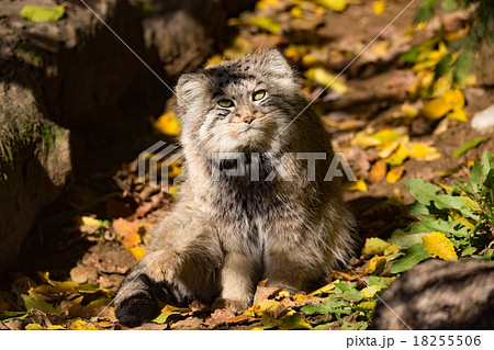 beautiful wild cat, Pallas's cat, Otocolobus manul beautiful wild cat, Pallas's cat, Otocolobus manul 18255506