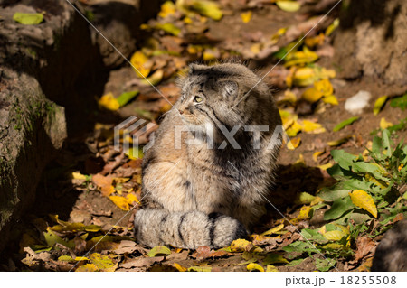 beautiful wild cat, Pallas's cat, Otocolobus manul beautiful wild cat, Pallas's cat, Otocolobus manul 18255508