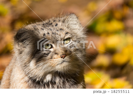 beautiful wild cat, Pallas's cat, Otocolobus manul beautiful wild cat, Pallas's cat, Otocolobus manul 18255511