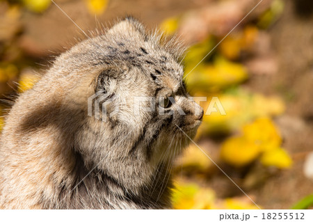 beautiful wild cat, Pallas's cat, Otocolobus manul beautiful wild cat, Pallas's cat, Otocolobus manul 18255512