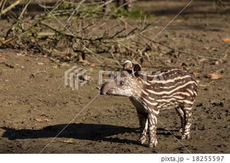 baby of the endangered South American tapir 18255597