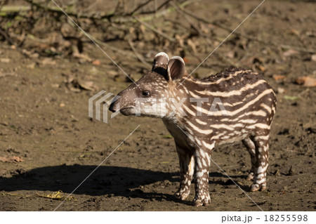 baby of the endangered South American tapir 18255598
