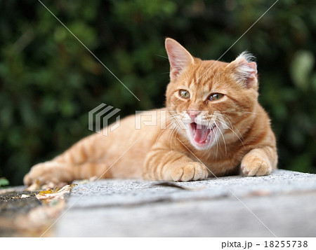 あくびする茶トラの子猫 あくびする茶トラの子猫 18255738
