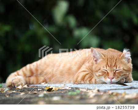眠る茶トラの子猫 眠る茶トラの子猫 18255739