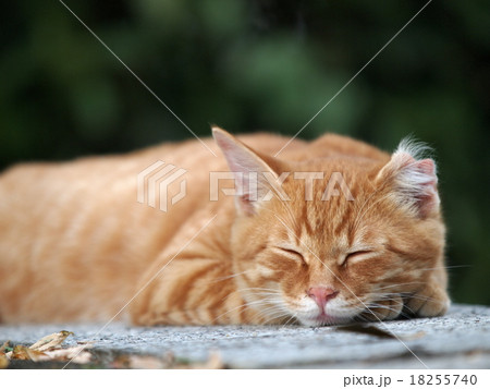 眠る茶トラの子猫 18255740