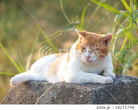 厳つい野良猫 18255746