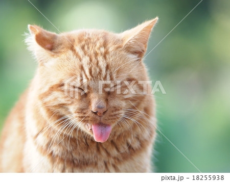 舌を出す猫 18255938