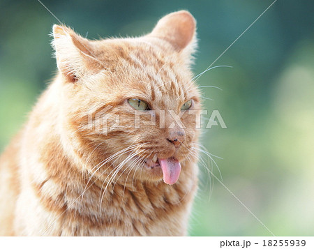 舌を出す猫 18255939