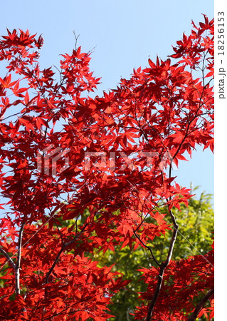 ノムラモミジの紅葉 18256153