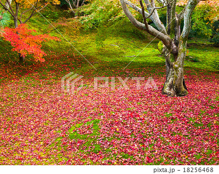 東福寺境内の散り紅葉 18256468