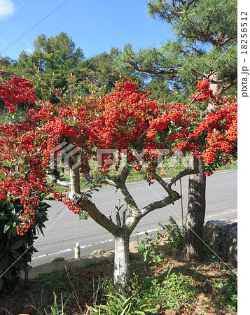 ピラカンサス（たちばなもどき、ときわさんざし） 18256512