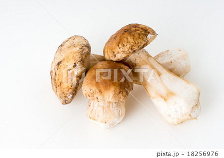 ポルチーニ ポルチーニ 18256976