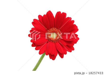赤色のガーベラの花 18257433
