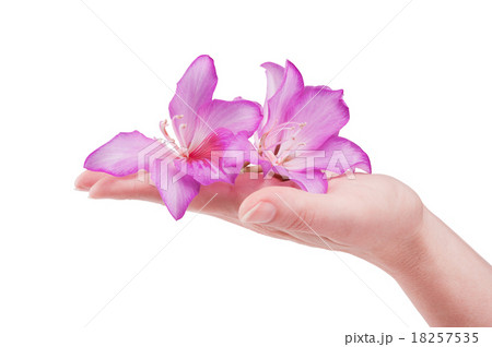 female hand with flower 18257535