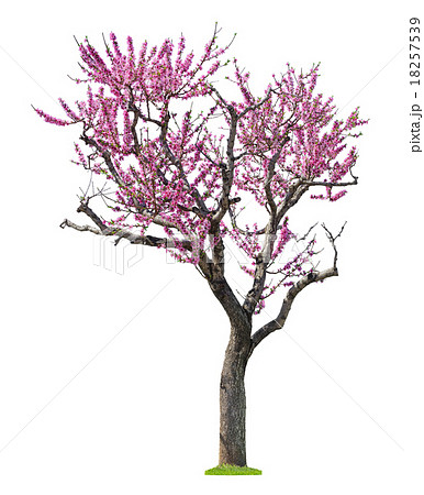 pink sacura tree pink sacura tree 18257539