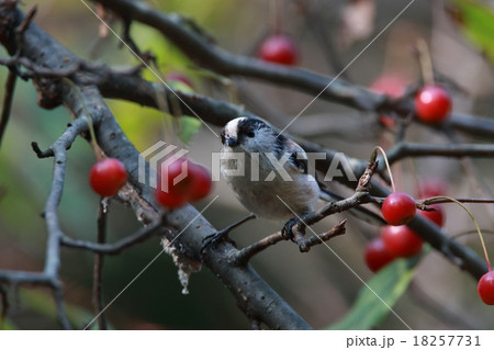 エナガとズミの実 18257731