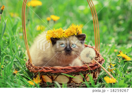 little kitten crowned chaplet of dandelion flowers 18259267