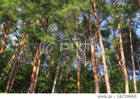 赤松林 赤松林 18259660