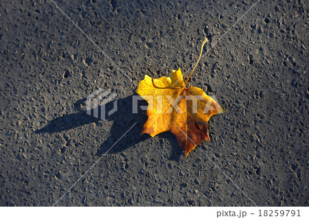 Fallen maple leaf Fallen maple leaf 18259791