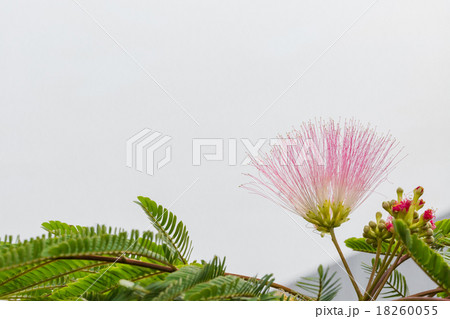 ﾈﾑﾉｷの花 18260055