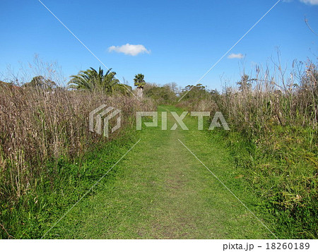 緑の散歩道　 18260189