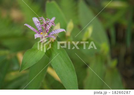 ホトトギス 18260287