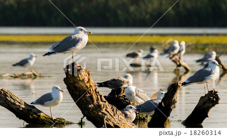 Seagulls in the Danube Delta 18260314