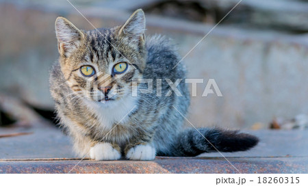 Cat looking at the camera 18260315