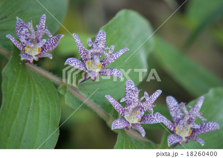 ホトトギス 18260400