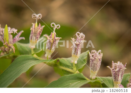 ホトトギス 18260518