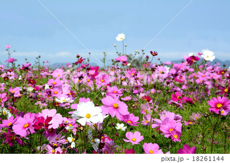 コスモスの花 18261144