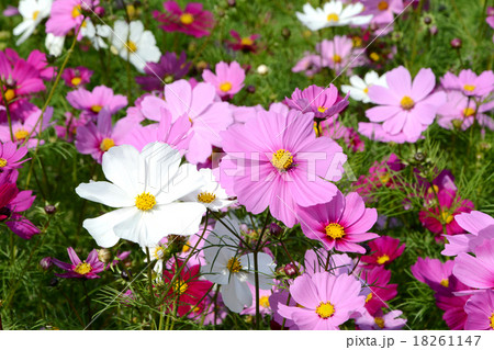 コスモスの花 コスモスの花 18261147