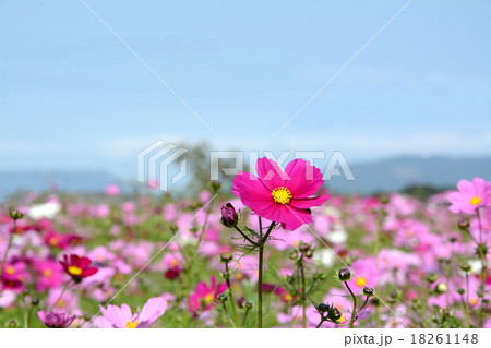 コスモスの花 18261148