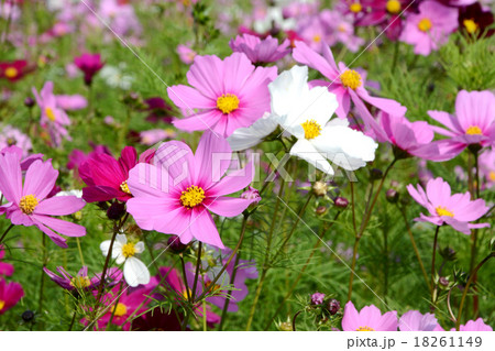 コスモスの花 18261149