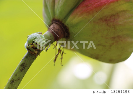 蓮の蜂巣とアマガエル 蓮の蜂巣とアマガエル 18261198