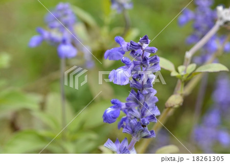ブルーサルビア 18261305