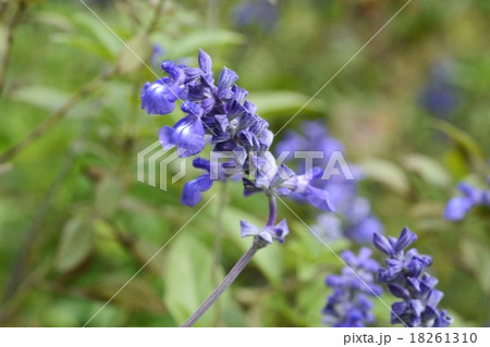 ブルーサルビア ブルーサルビア 18261310