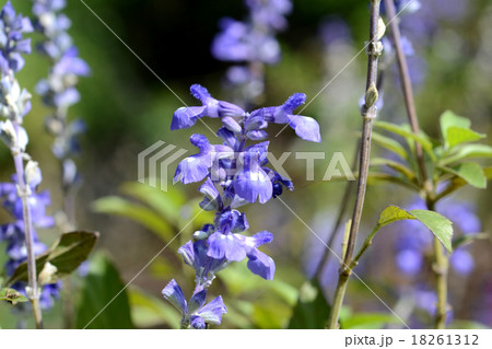 ブルーサルビア ブルーサルビア 18261312