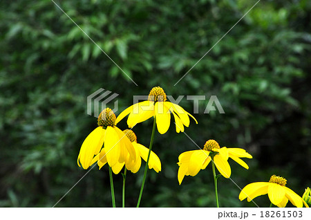 ルドベキア 18261503