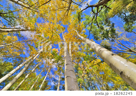 シラカバ 18262245