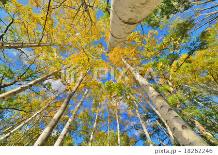 シラカバ 18262246