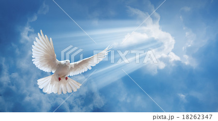 Valentine heart made of corals  18262347