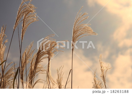 ススキ 18263188